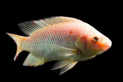 tilapia