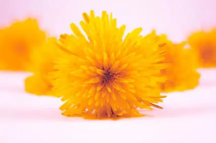 Dandelion flower on pink background.