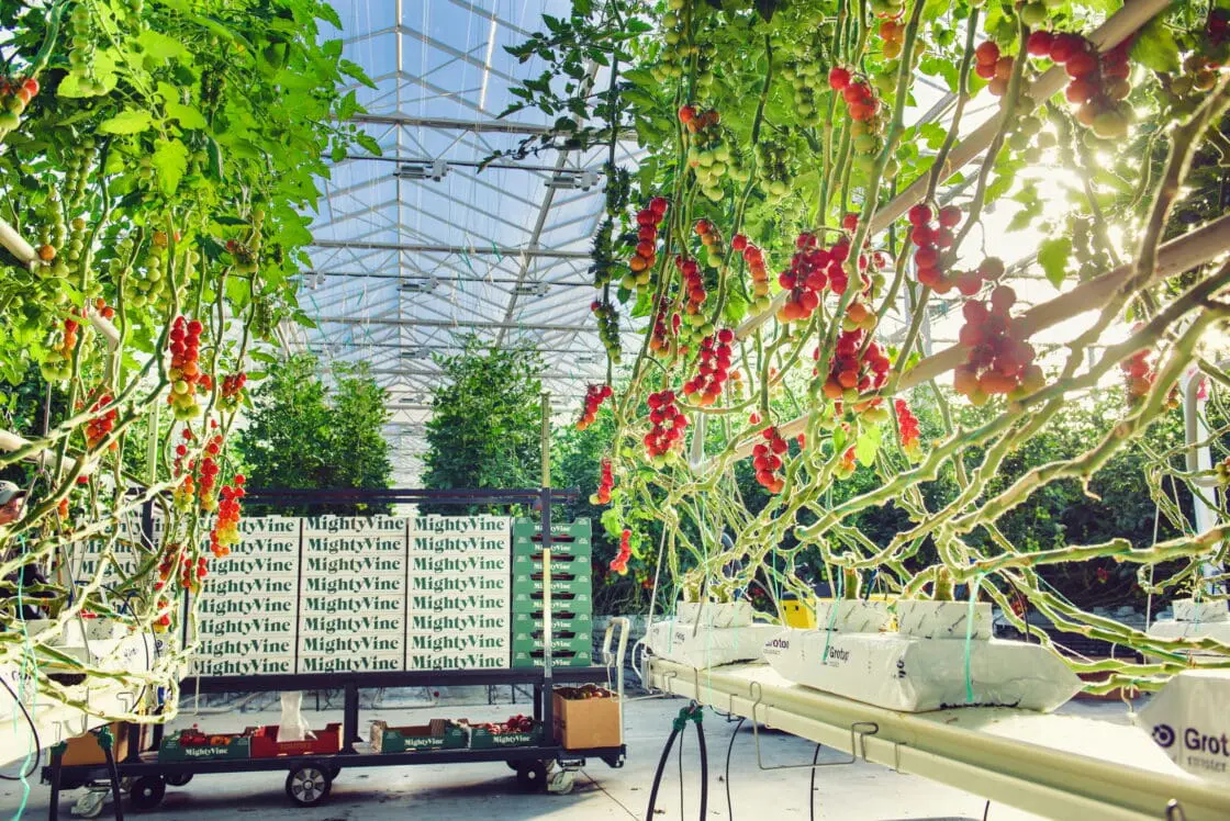 Fresh vine-ripened tomatoes