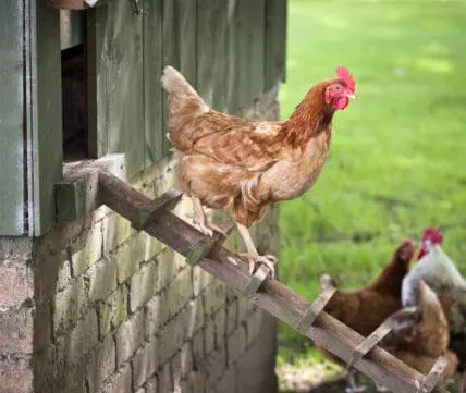 USDA Delays Rule Forcing Farmers to Give Organic Egg-Laying Hens Outdoor Access