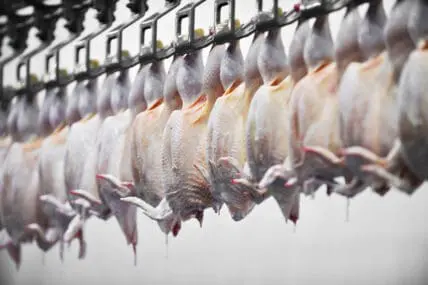 USDA Denies Petition for Unlimited Chicken Slaughter Line Speed