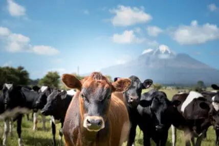 USDA Kills Organic Livestock Rule