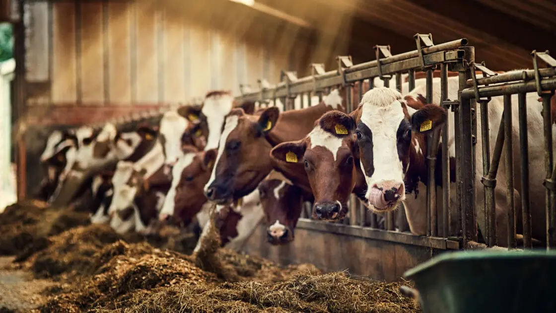 USDA Withdraws Humane Regulations for Organic Meat