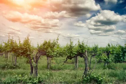 Sustainable wineries are great for many reasons.