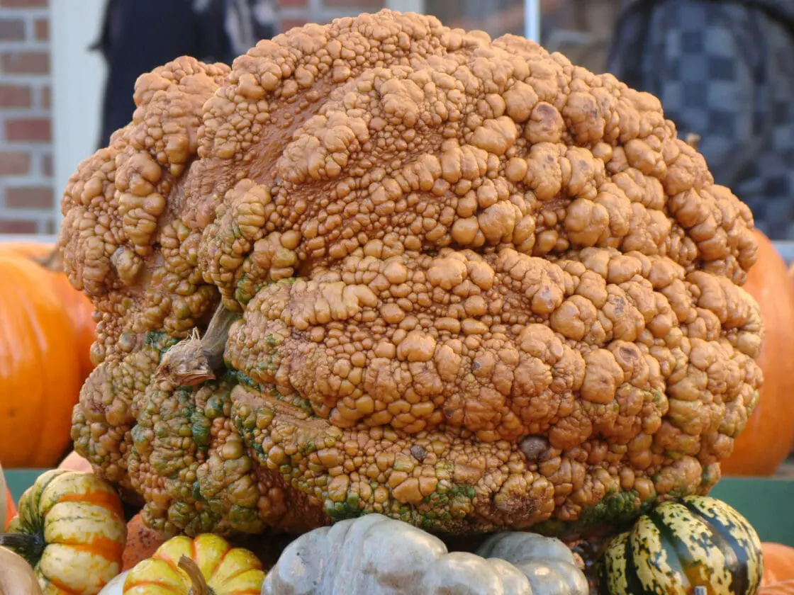 warty pumpkin