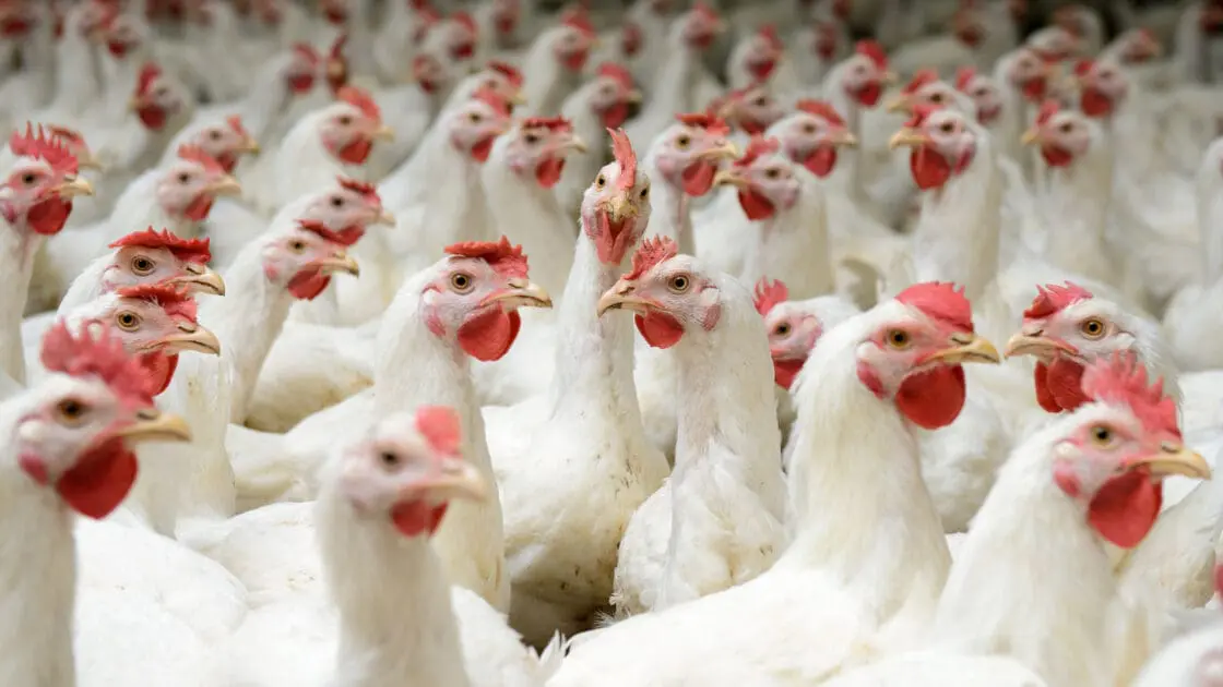 2 Major Food Suppliers Adopt Widespread Animal Welfare Policies for Chickens