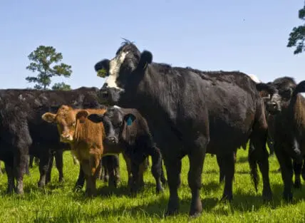 white oak pastures