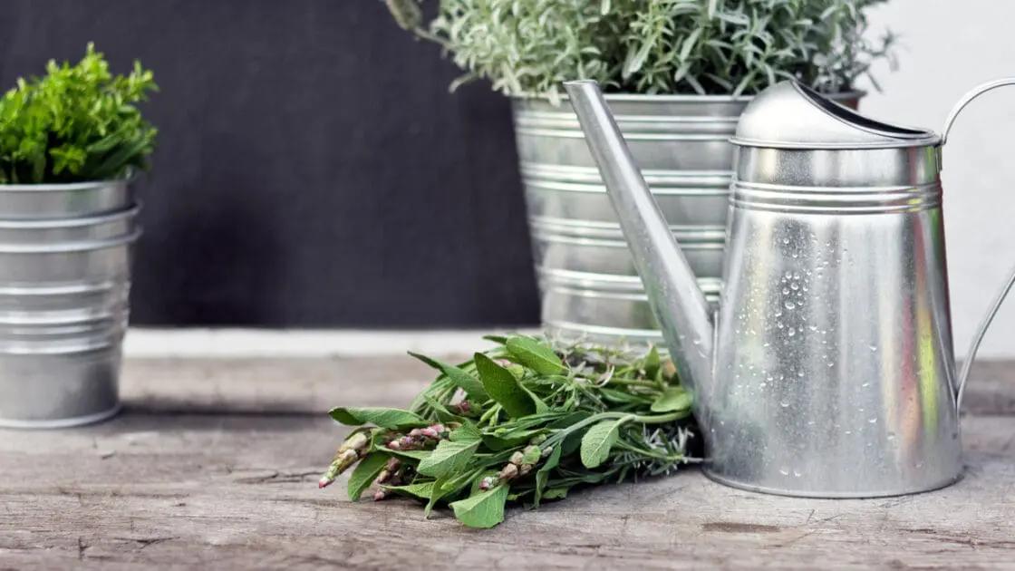 Why You Need to Grow Your Own Skincare Ingredients (Plus a DIY to Get You Started)