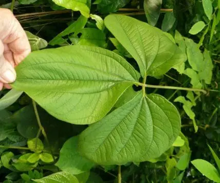 Are the Hormone-Balancing Wild Yam Benefits Right For You?
