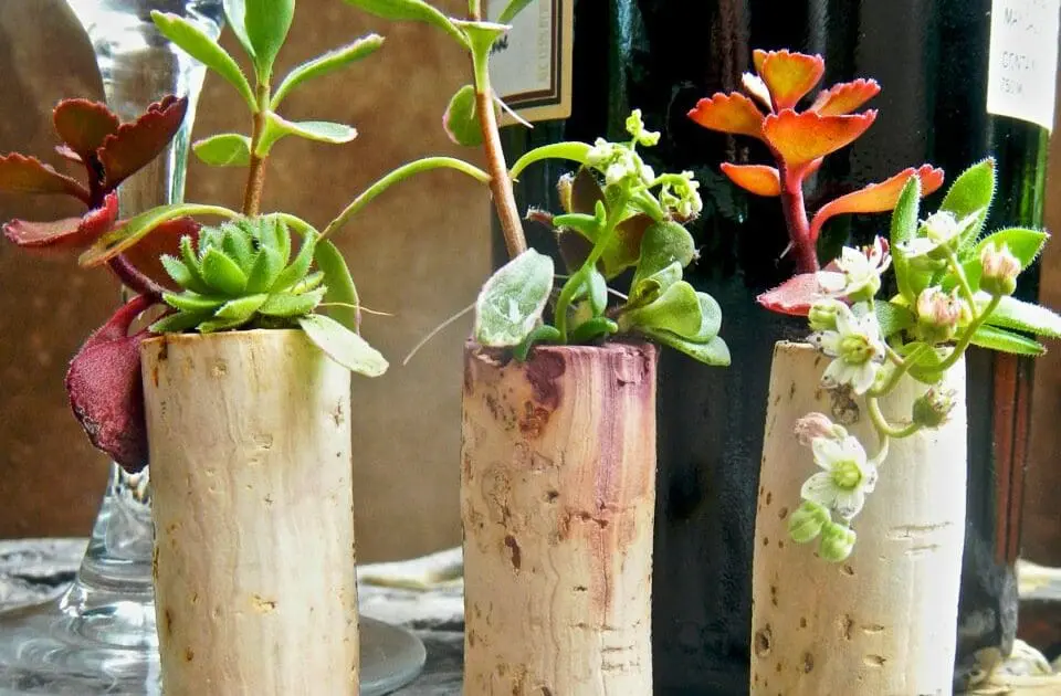 Make a succulent garden using wine corks.