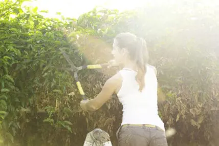 landscaping