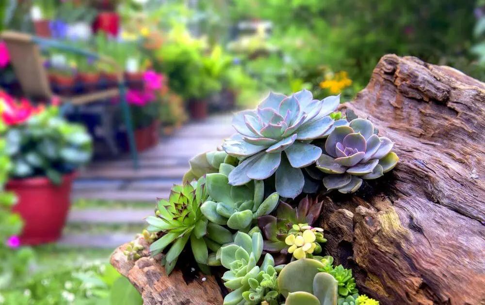 Xeriscaping is the low water gardening technique.