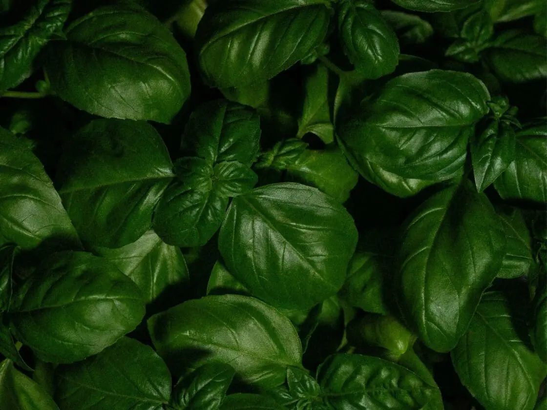 Basil Unsplash