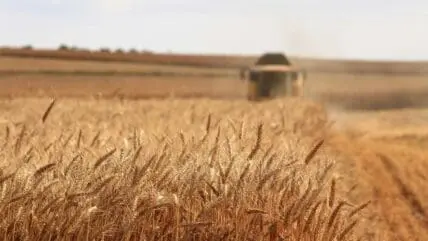 Image of a wheat field with a truck spraying pesticides in the distance.