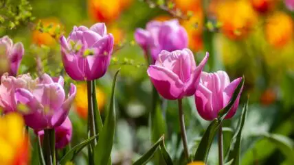 Add Color to Your Spring Garden Unsplash