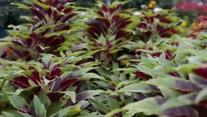 Amaranth Greens Are the new Kale Google Commons
