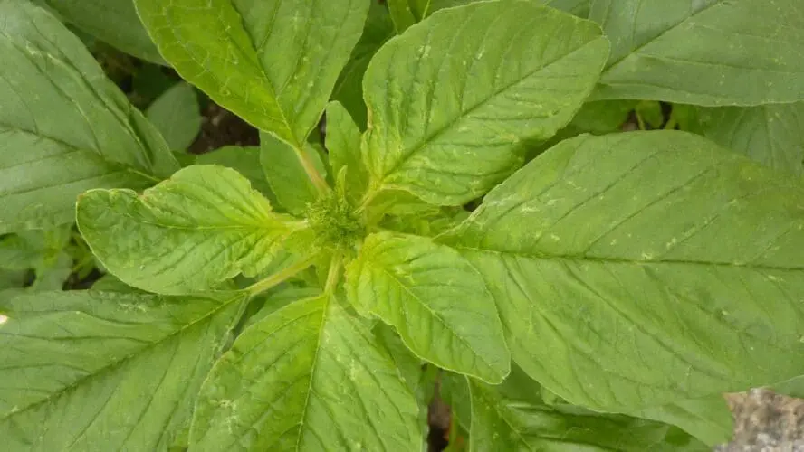 Amaranth Greens Google Commons