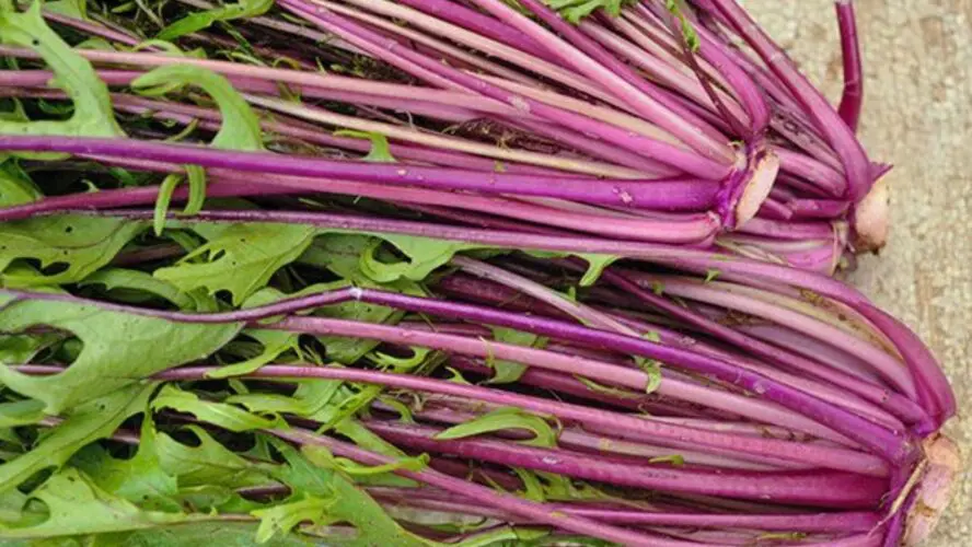Beni Houshi Mizuna Google Commons