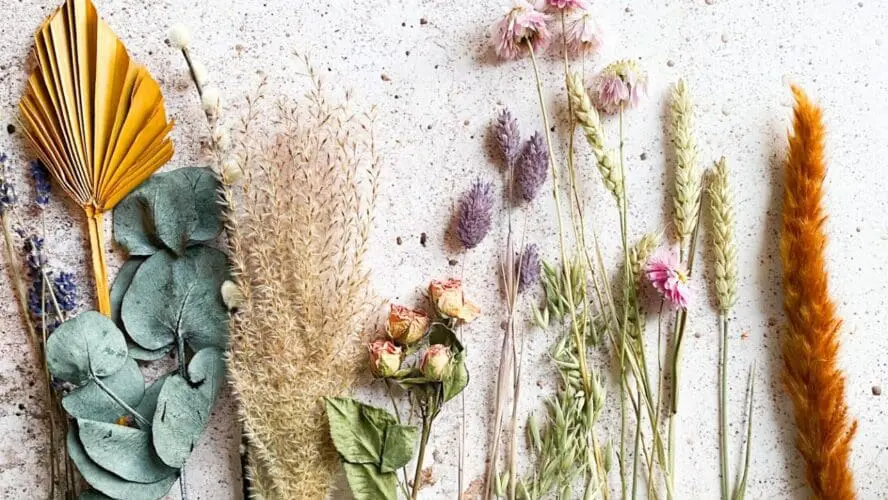 Dried Flowers Unsplash