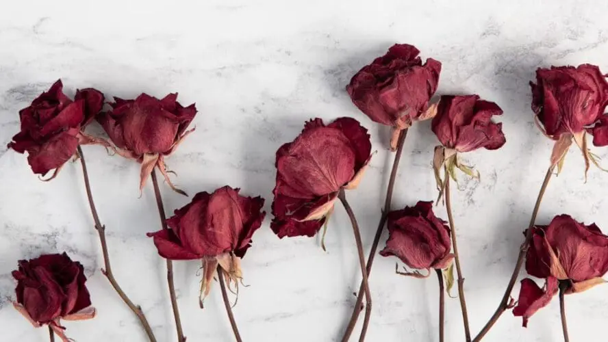 Dried Roses Flowers Unsplash