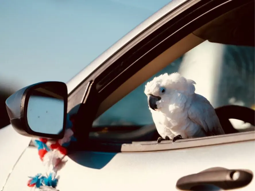 Drive with Pets Unsplash