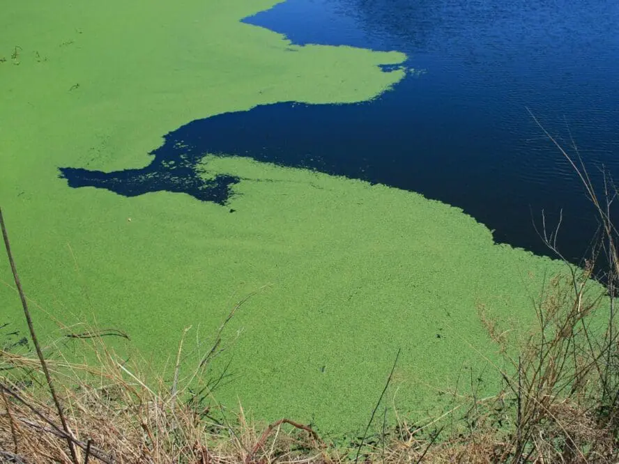 Green Algea Chlorella Google Commons