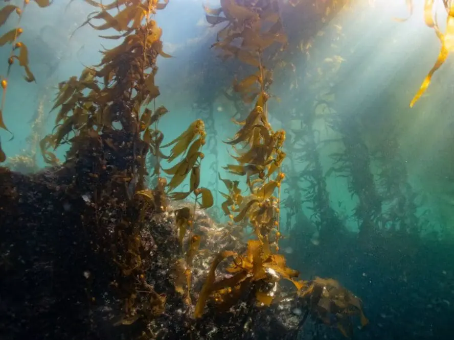 Kelp seaweed Unsplash