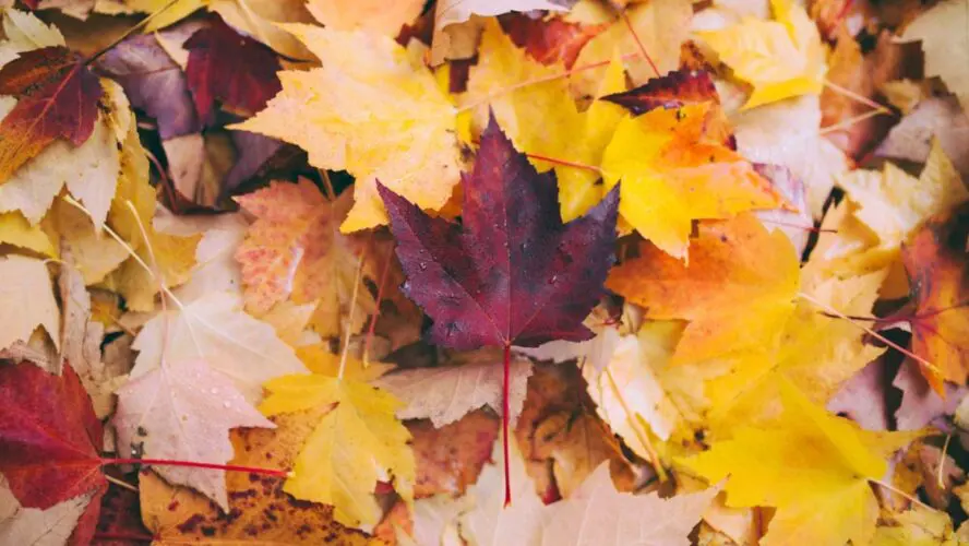 Leaves and Gourds in Fall Decor Unsplash