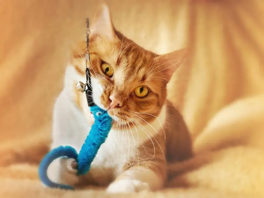 Pet Toys Unsplash