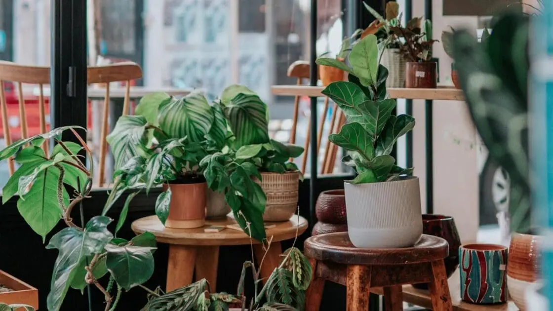 Plants Unsplash
