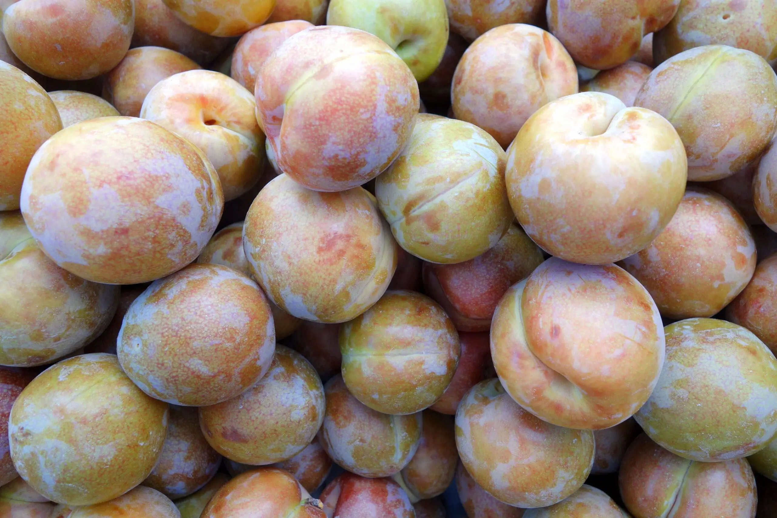 Pluots, Wiki Commons