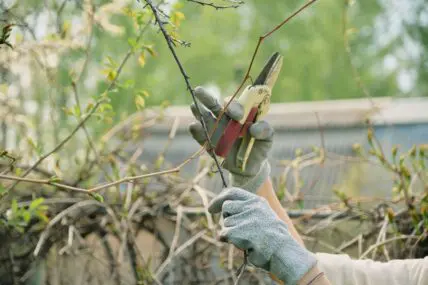 pruning winter shrubs bushes andrej lisakov I unsplash