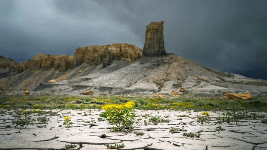 climate change crop diversity