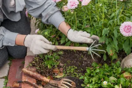 early spring gardening weeding diana light unsplash