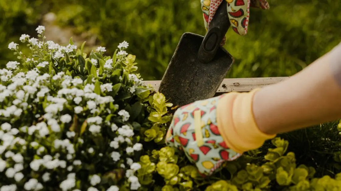 Image of a gloved hand placing a flowering plant into dirt while the other hand holds a spade. The importance of using what you got in square foot gardening.