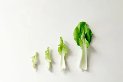 healthy reasons to grow or buy bok choy