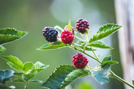jon sailer growing berries unsplash