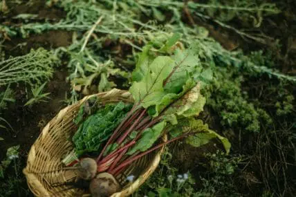 starting a sustainable vegetable garden