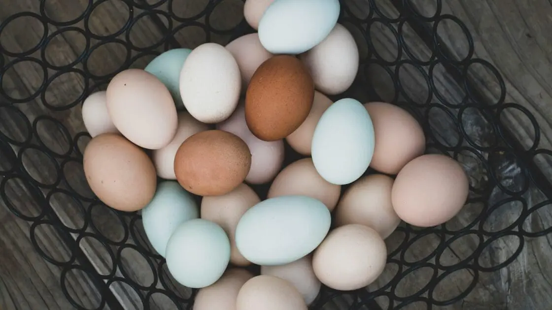 image of different colored eggs