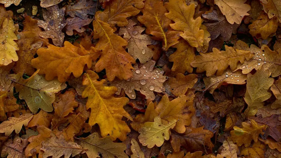 image of fallen foliage, there are lots of uses for fallen foliage.