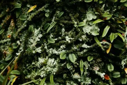 image of invasive plants that could take over your yard or garden.