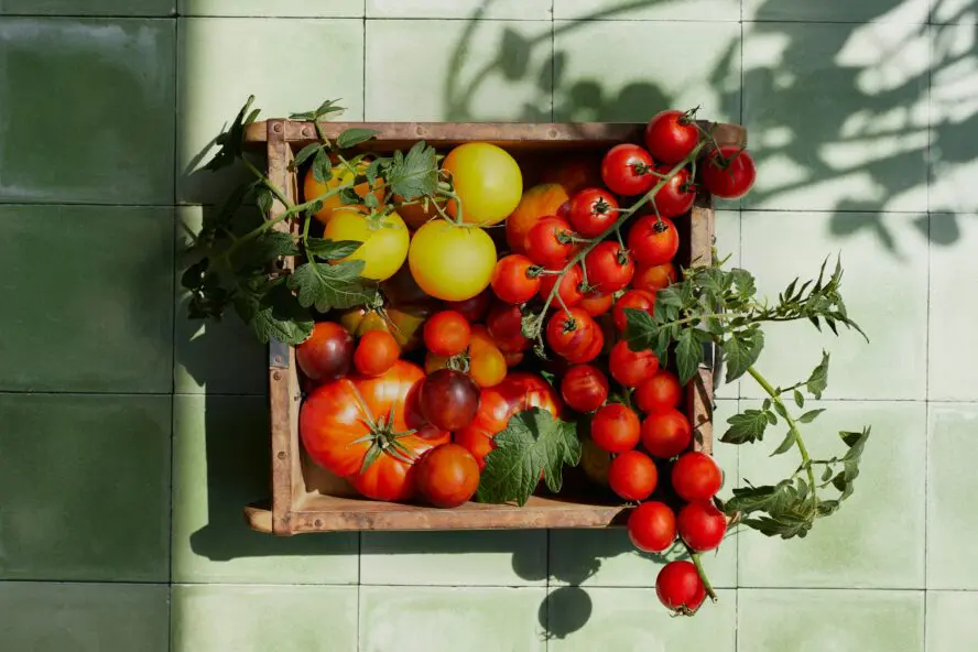Wooden garden box full of heirloom tomato salad recipe ingredients, fresh from the garden.