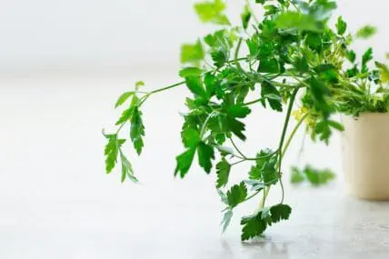 image of parsley: power-to-the-parsley