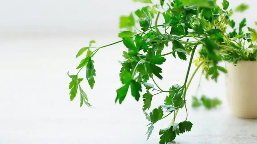 image of parsley: power-to-the-parsley