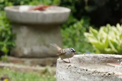 timothy kindrachuk bird baths unsplash