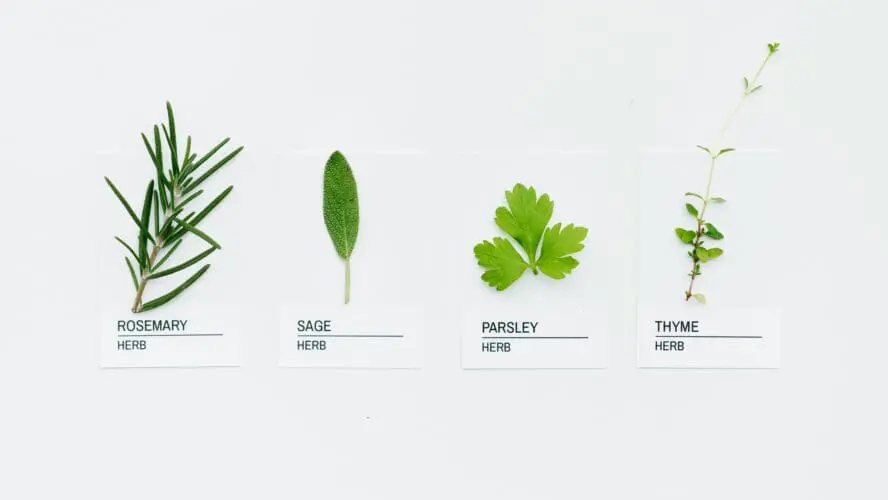 image of fresh herbs for ideas to use these summer herbs