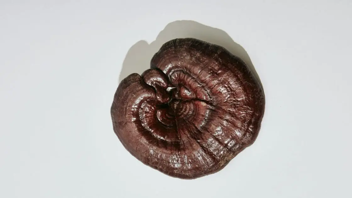 Reishi Functional Pantry Foods, Unsplash