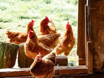Image of six brown hens roaming in and out of a barn with a pasture behind it.