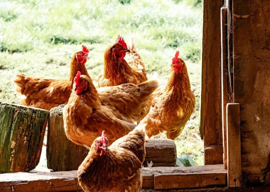 Image of six brown hens roaming in and out of a barn with a pasture behind it.