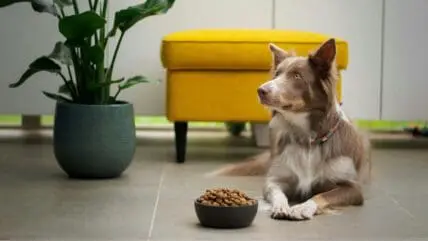 Foods Dogs Can Eat Main, Unsplash